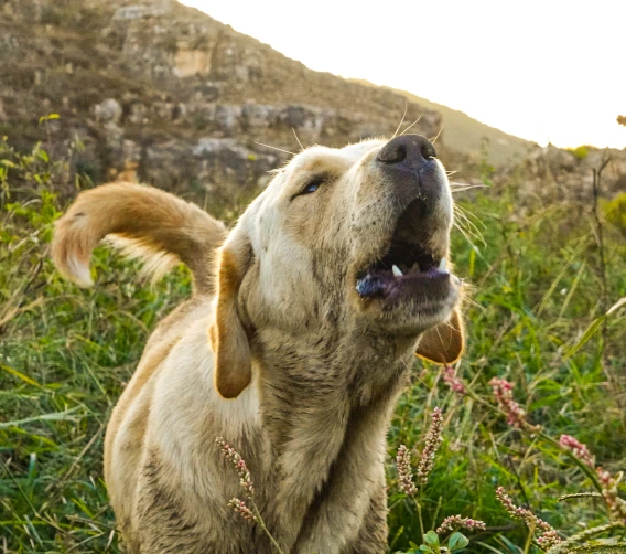 Picture of howling dog